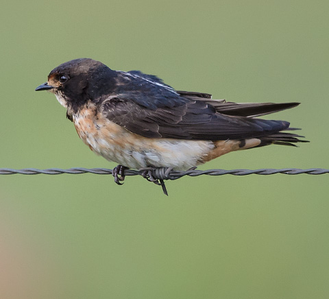 South African Cliff Swallow